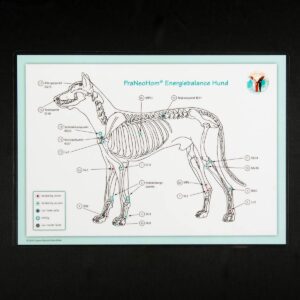 Akupunktur-Tafel Hund