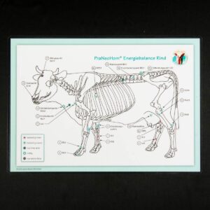 Akupunktur-Tafel Rind/Kuh